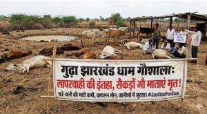 बदहाली की भेंट चढ़ी गुढ़ा झारखंड धाम गौशाला, तड़प-तड़प कर मरे सैकड़ों गौवंश
